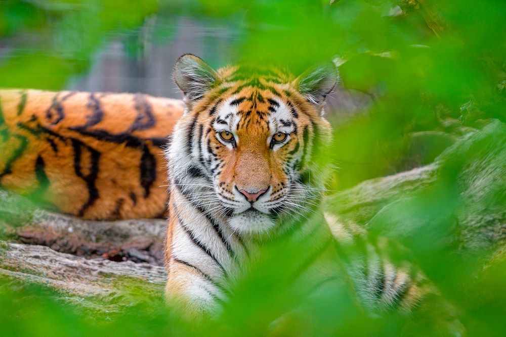 Siberian tiger portrait, carnivore animal.