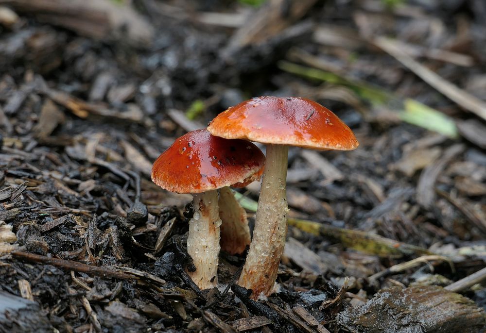 Leratiomyces ceres, Redlead Roundhead, red cap mushroom. 