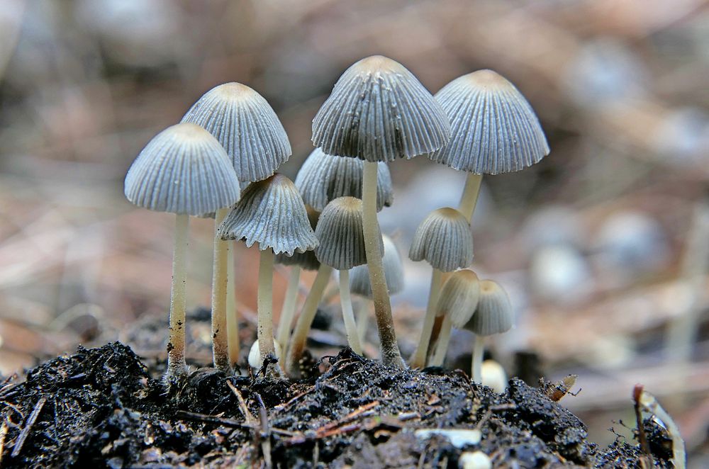 Fairy inkcaps mushroom, agaric fungus in the family Psathyrellaceae.