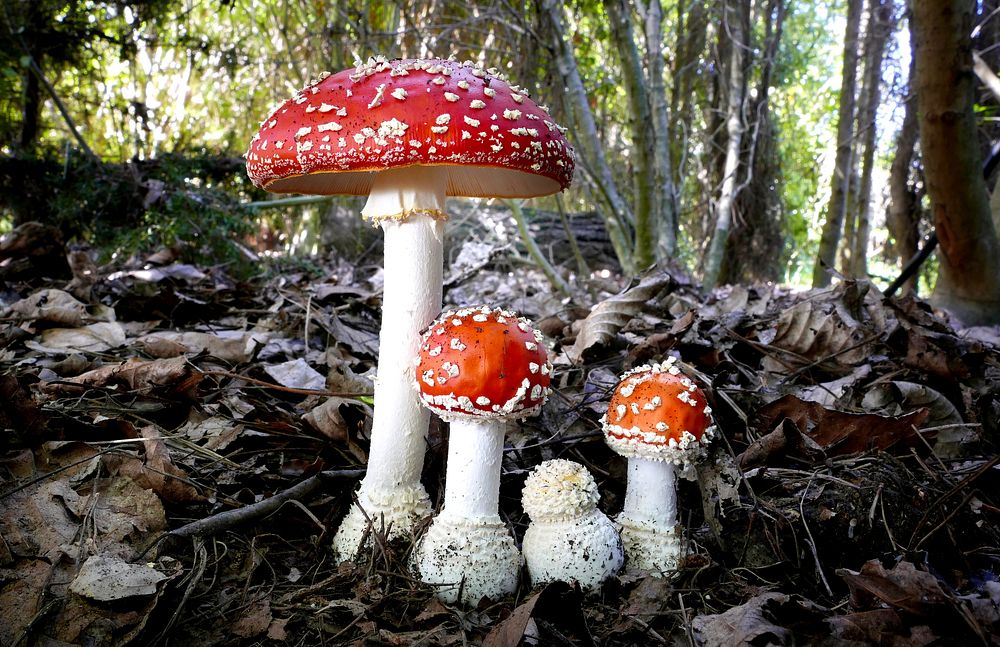 Amanita muscaria,Amanita muscaria, commonly known as the fly agaric or fly amanita, is a basidiomycete of the genus Amanita.…