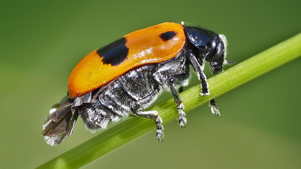 Clytra laeviuscula, ant bag beetle.