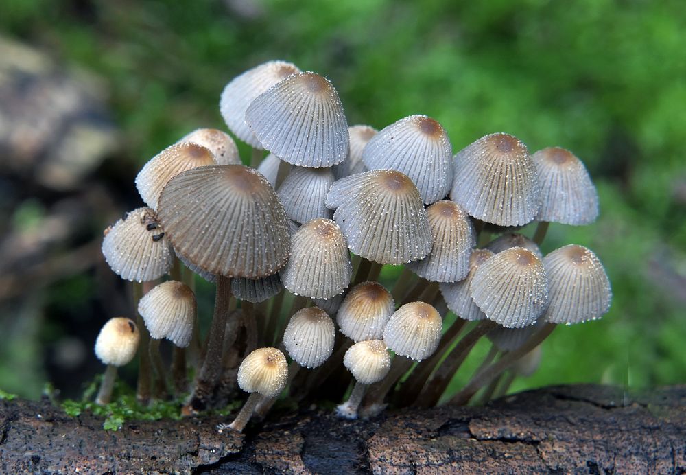 Fairy inkcapCoprinellus disseminatus is a species of agaric fungus in the family Psathyrellaceae. Unlike most other…