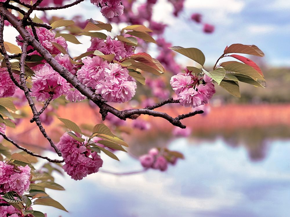Pink Plum (Ume) Blossoms, Tokyo, JapanBlooming pink plum (ume) blossoms seen at Shinobazu Pond, Ueno Park, Taito City…