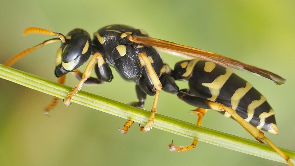 Polistes dominula, European paper wasp.