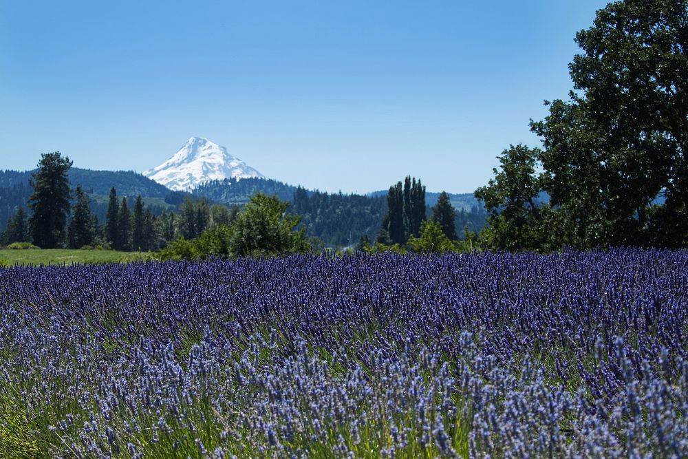 Lavender Farm, Hood River, Oregon.