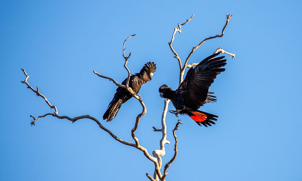 Red-tailed black cockatoosKimberley, Western Australia