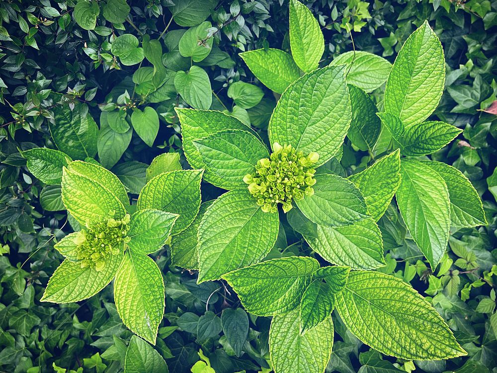 Green lush, Hydrangea flowering bushes, Tokyo, Japan.