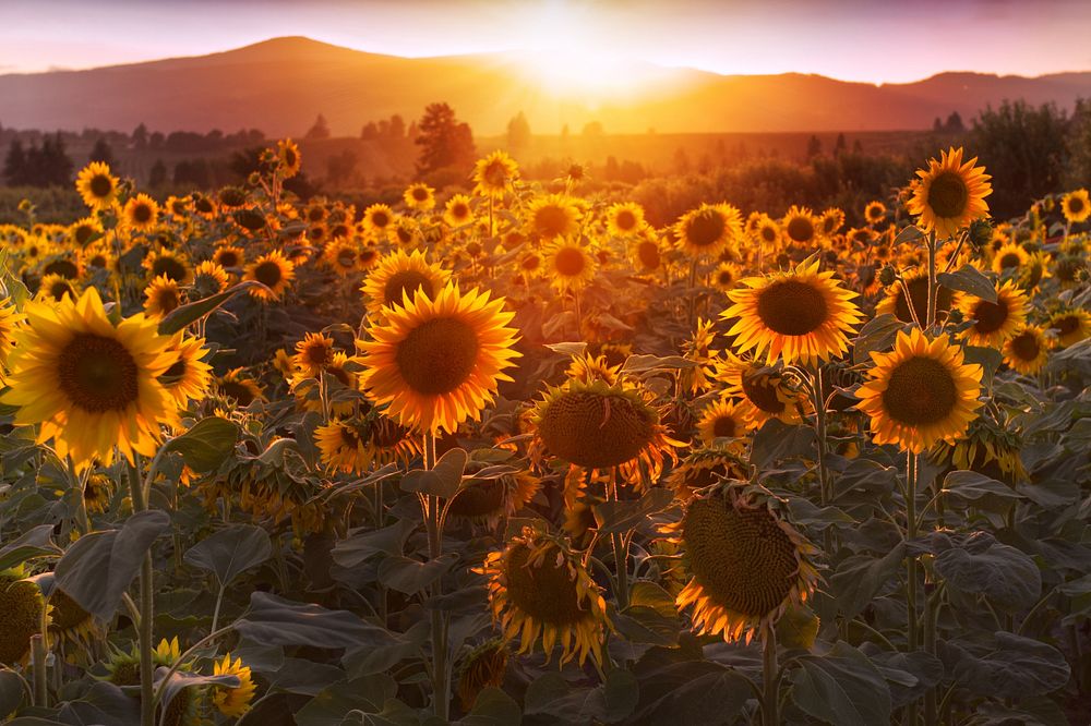 Sunflowers blooming field, Packer farm place, Hood River, Oregon.