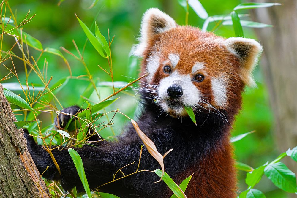 Red panda, herbivore wild animal.