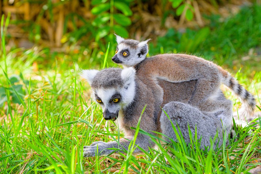 Ring-tailed lemur, primate animal motherhood.