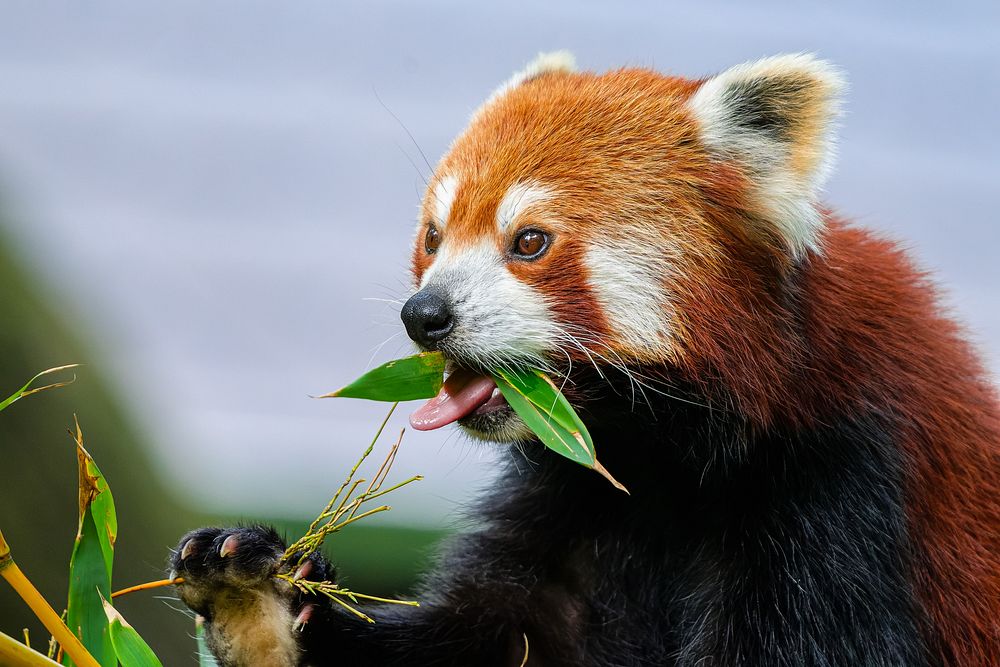 Red panda, herbivore wild animal.
