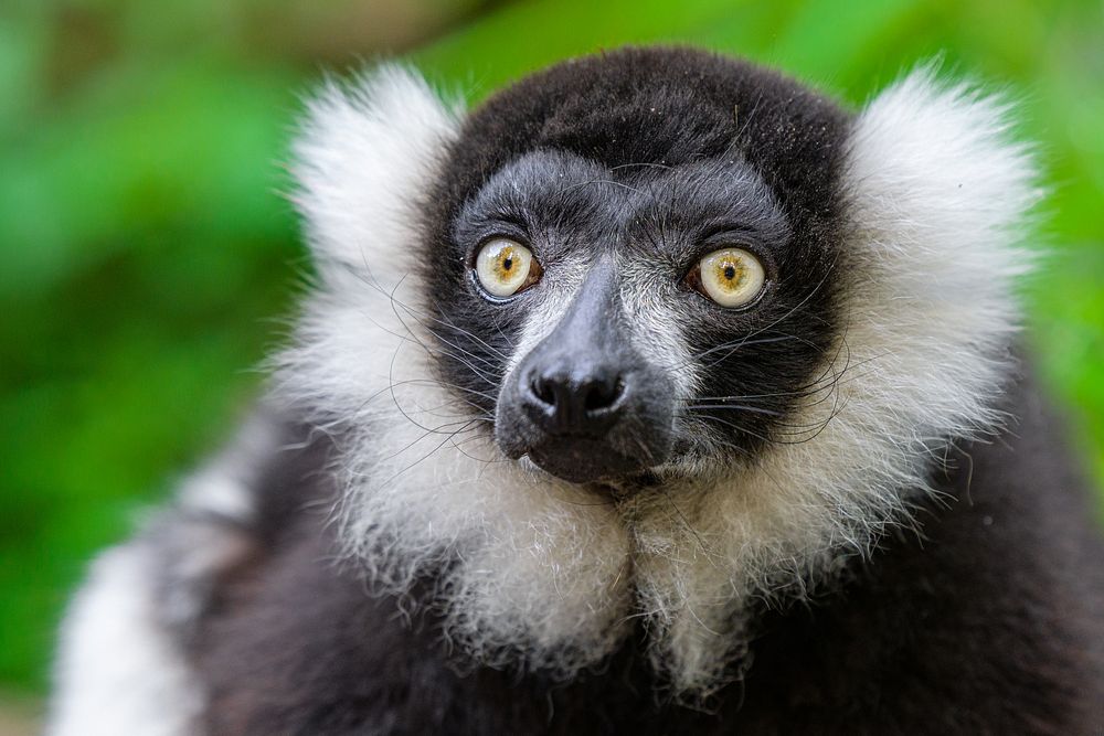 Black, white primate ruffed lemur.