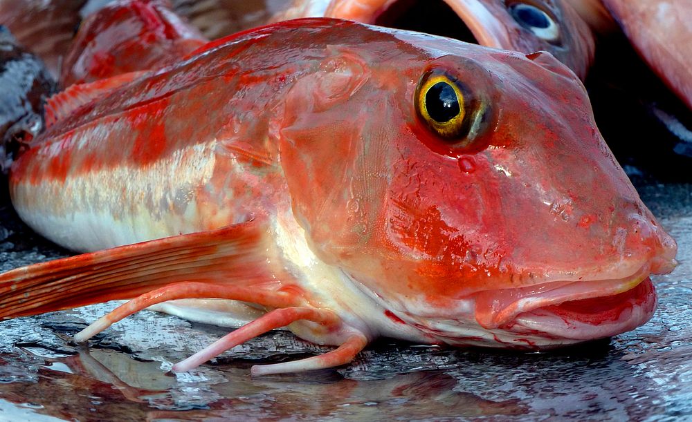 Red gurnard marine life, Indian seabed, Pacific Oceans origin.