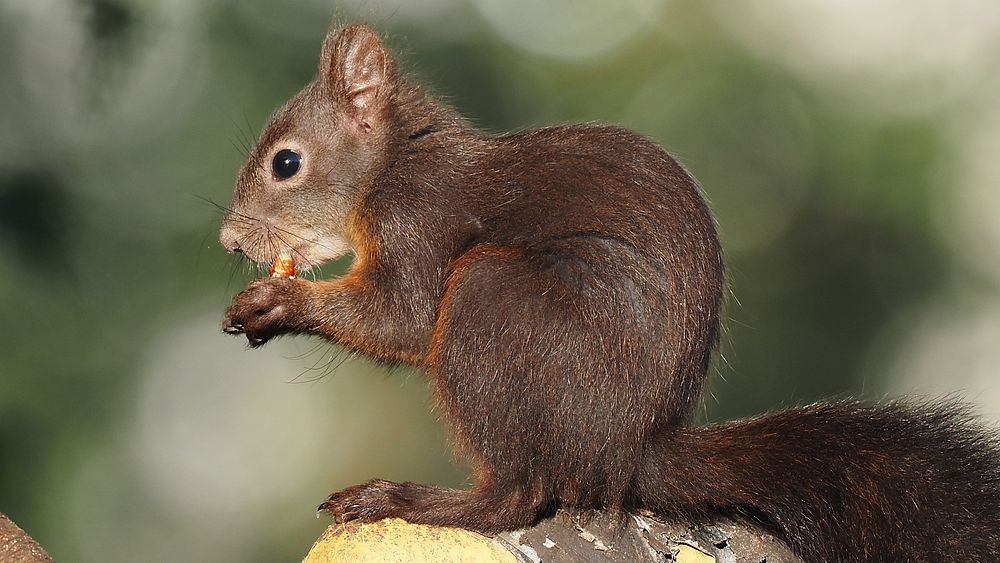 Brown squirrel, nature rodent animal.