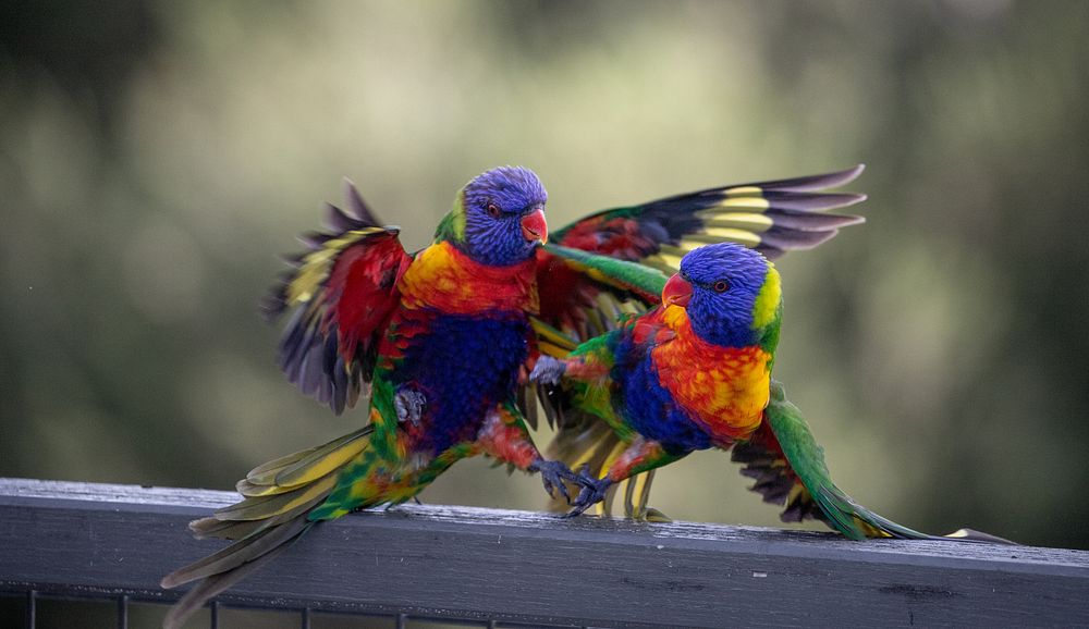 Rainbow lorikeets fightingMallacoota, Victoria, Australia