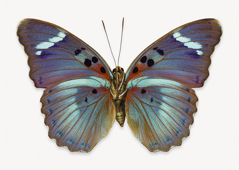 Aesthetic butterfly animal isolated design