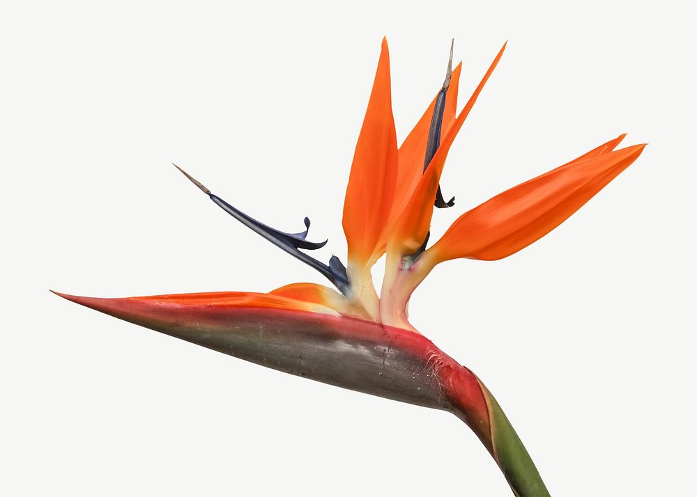 Bird of paradise collage element psd