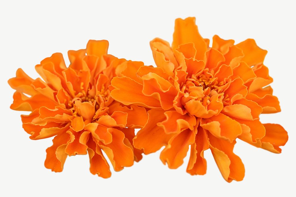 Marigold flower collage element, isolated image psd