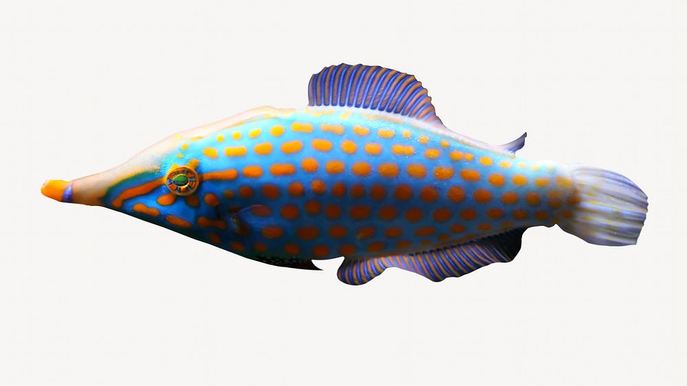 Filefish marine life isolated design