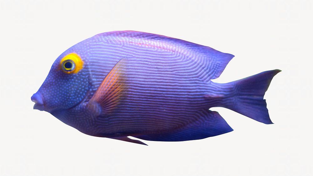 Blue eyed tang fish isolated design