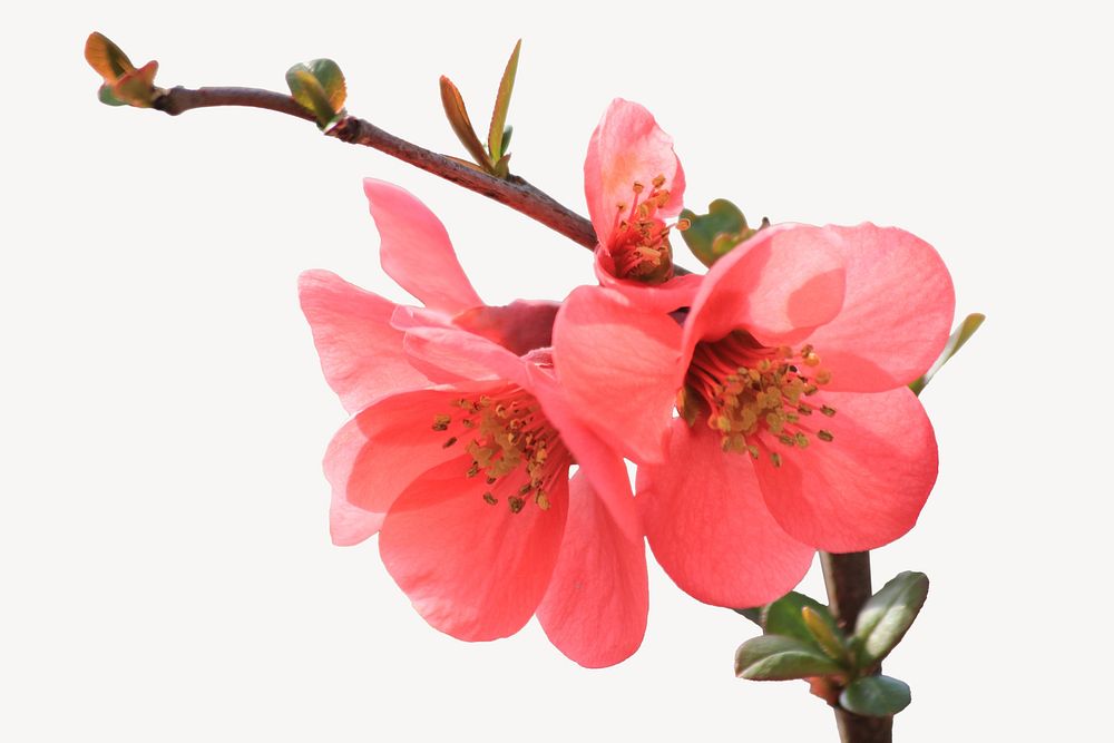 Chinese quince flower isolated image