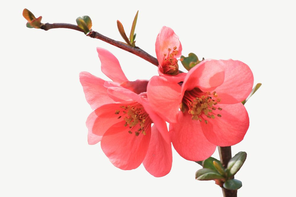 Chinese quince flower collage element psd