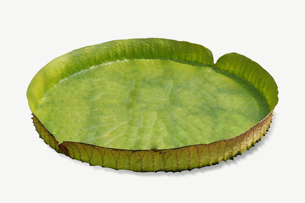 King lotus leaf collage element psd