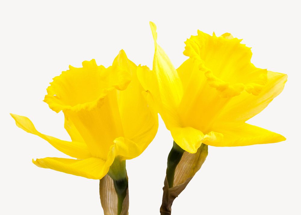 Yellow narcissus flower isolated image