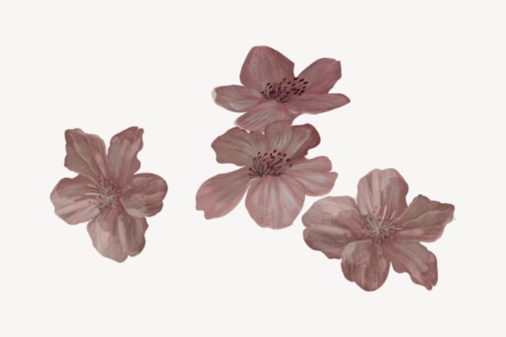 Japanese Sakura flowers, botanical collage element psd