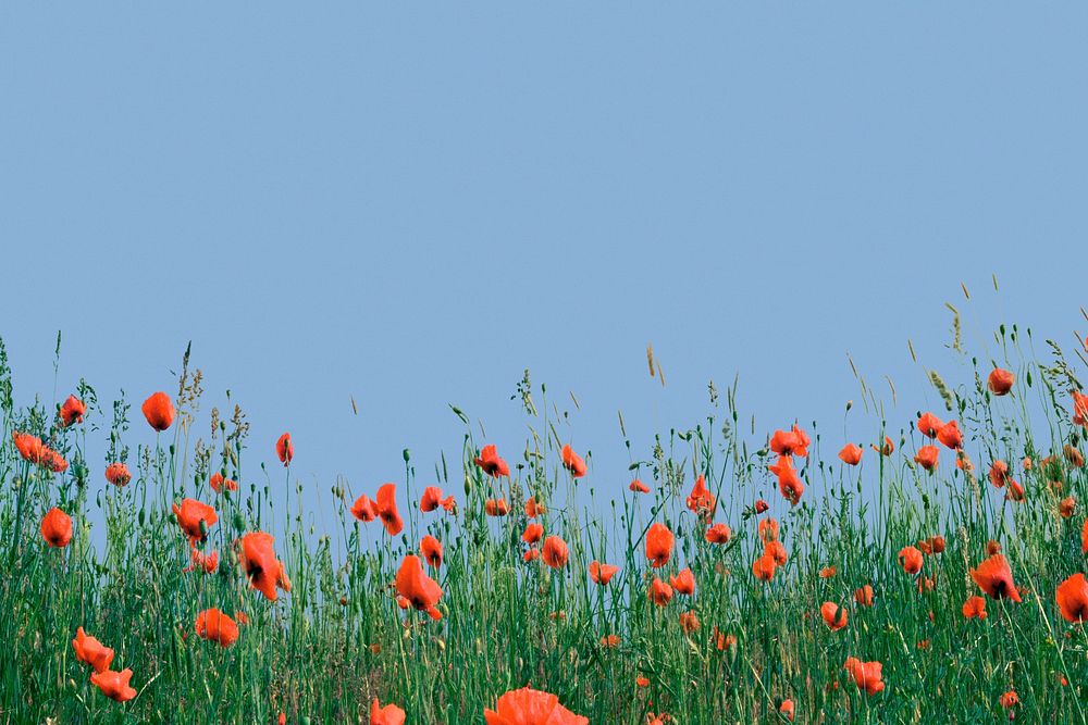 Wildflower border background, blue sky image psd