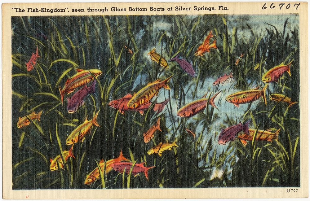             "The Fish Kingdom", seen through glass bottom boats at Silver Springs, Fla.          