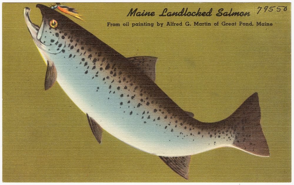            Maine Landlocked Salmon, from oil painting by Alfred G. Martin of Great Pond, Maine          