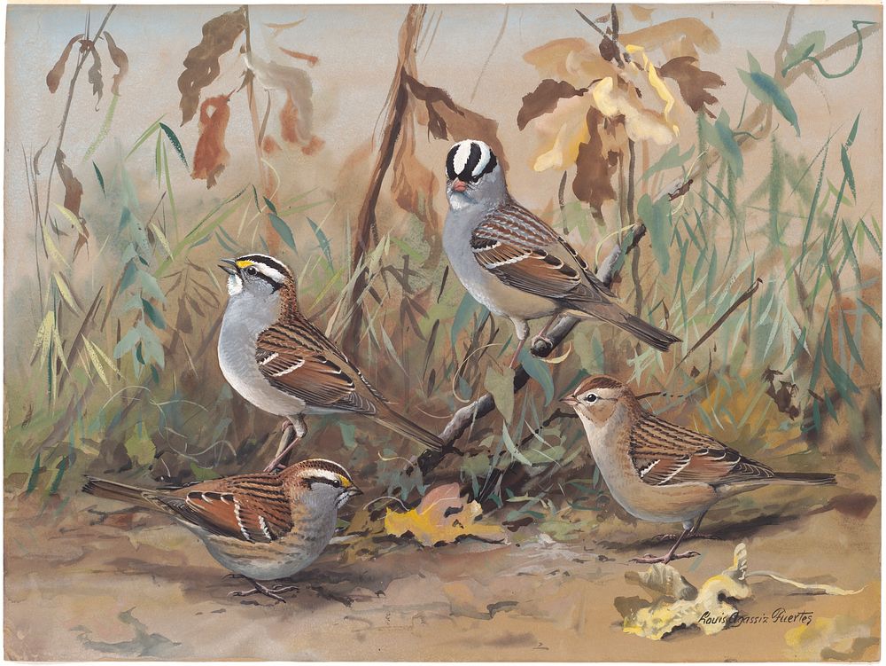             Plate 70: White-throated Sparrow, White-crowned Sparrow           by Louis Agassiz Fuertes