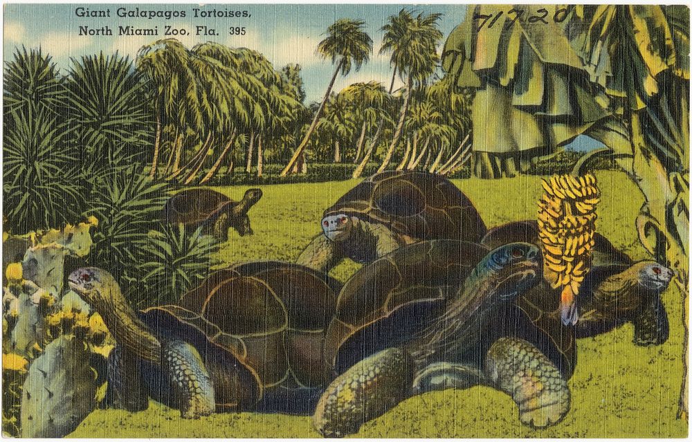            Giant Galapagos tortoises, North Miami Zoo, Florida          