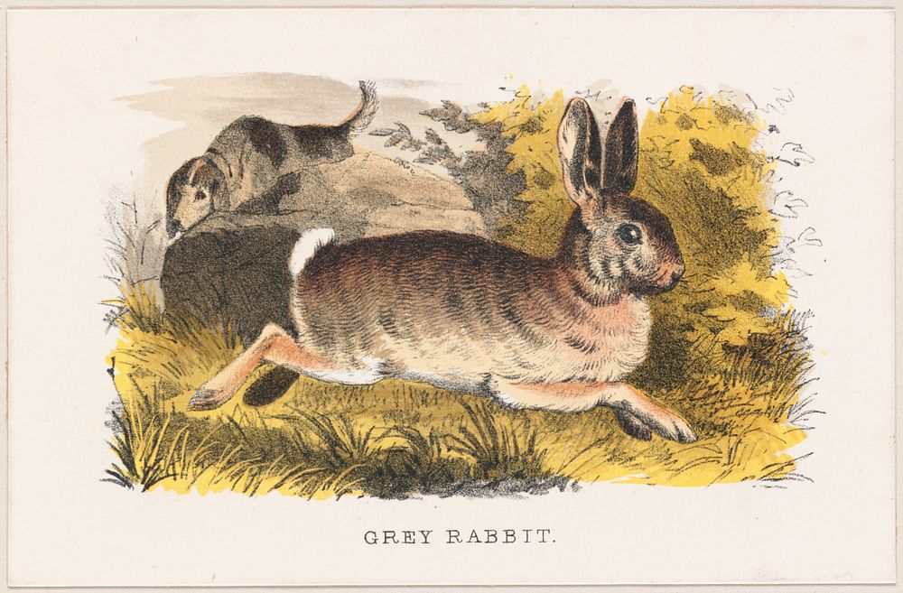             Grey rabbit          