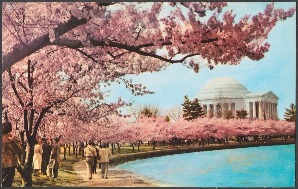             Cherry blossom time, Thomas Jefferson Memorial, Washington, D.C.          