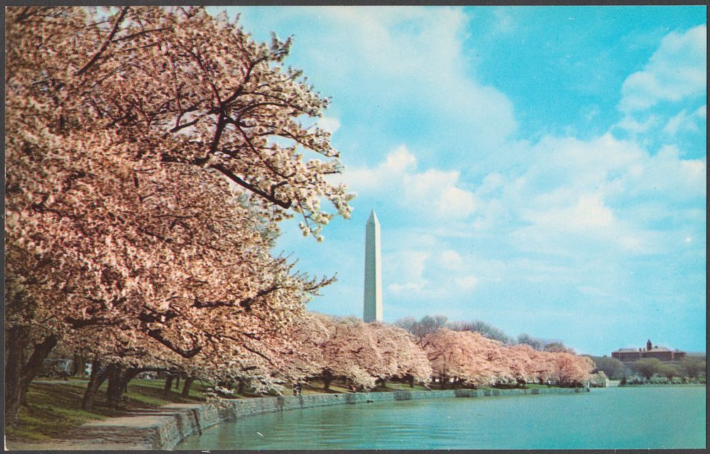             Washington Monument, cherry blossom time, Washington, D.C.          