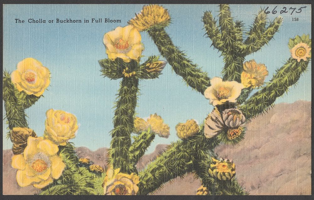             The cholla or buckhorn in full bloom          