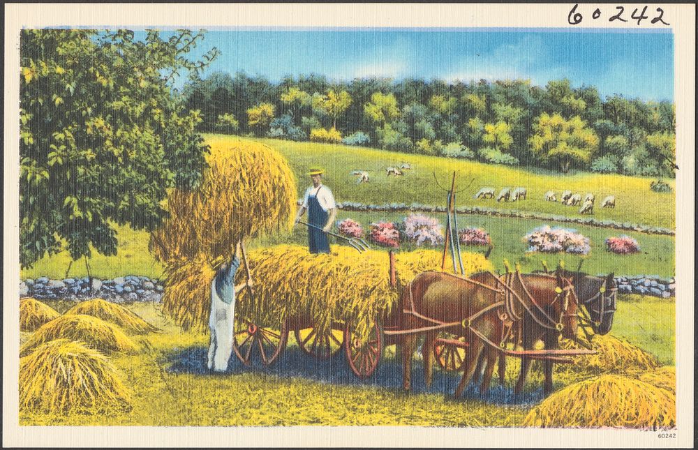             Harvesting hay onto a horse-drawn cart          