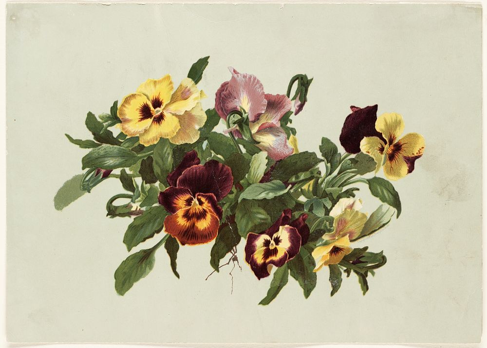             Pansies           by Olive E. Whitney