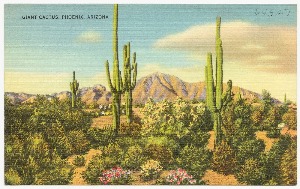             Giant cactus, Phoenix, Arizona          
