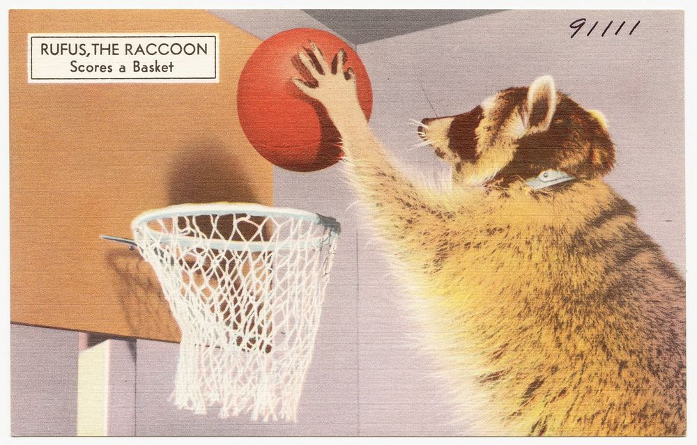             Rufus the Raccoon, scores a basket          