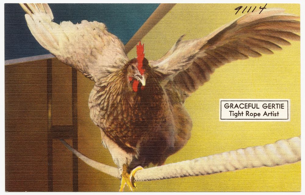             Graceful Gertie, tight rope artist          