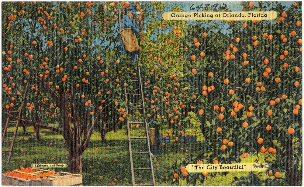             Orange picking at Orlando, Florida, "the city beautiful"          