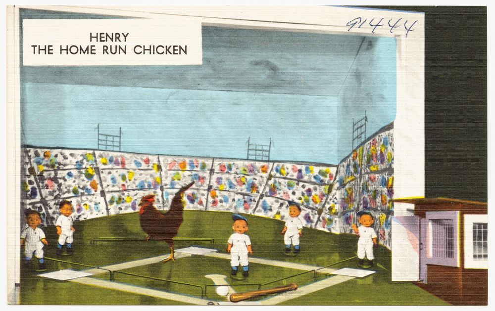             Henry, the home run chicken          