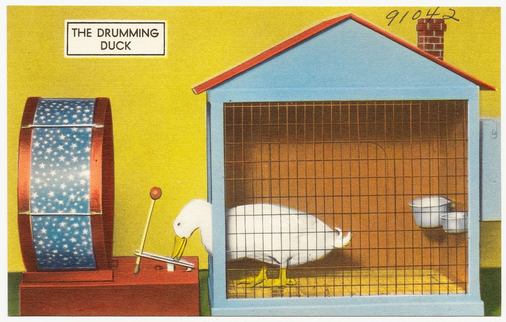             The Drumming Duck          