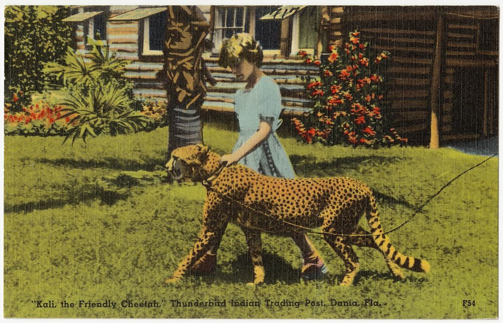             "Kali the friendly cheetah," Thunderbird Indian Trading Post, Dania, Florida          
