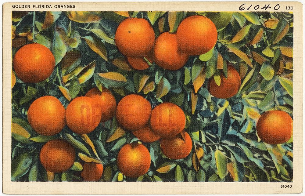             Golden Florida oranges          