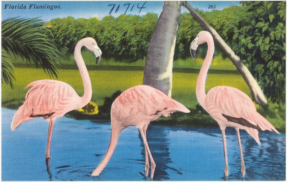             Florida flamingos          