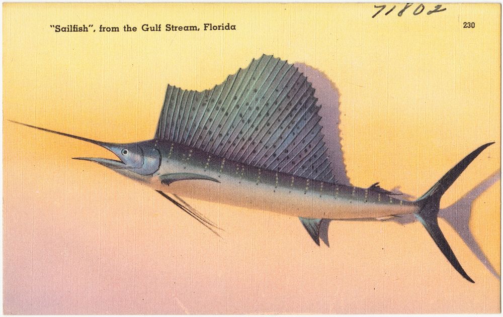             "Sailfish" from the gulf stream, Florida          